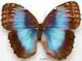 Morpho helenor female (aberration costa rica) (Internet Image property of respective owner, non-commercial use only)